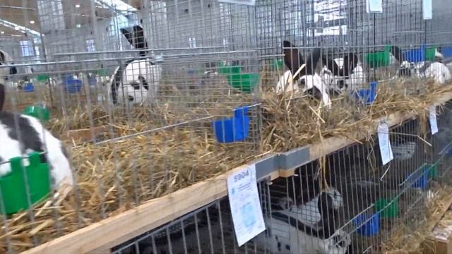 Пёстрый Великан Чемпион Германии. Окрасы - чёрный, голубой, гавана смотреть онлайн