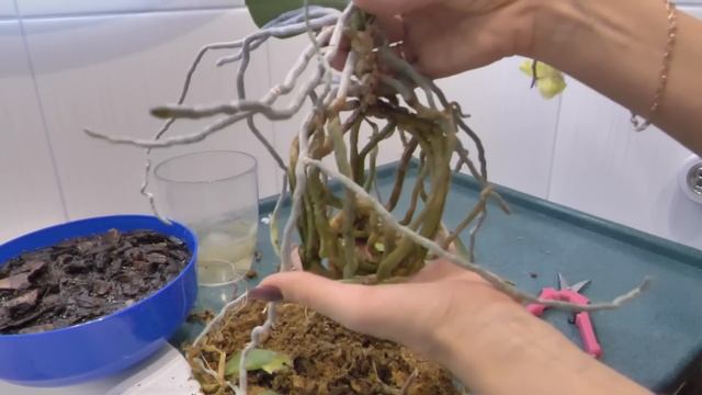 ОЧЕНЬ БОЛЬНАЯ ОРХИДЕЯ ДЕЛАЕТ НЕПОНЯТНОЕ! ФУНГИЦИД+АНТИСТРЕСС ЦЕЛЬ Пытаюсь справиться уже три года. смотреть онлайн