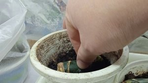 Способы посадки черенков диффенбахии.