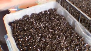 Посев лука Халцедон и Ялтинский на рассаду