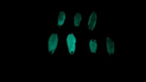 Самодельные, светящиеся, колеблющиеся блесны своими руками, люминофор краска