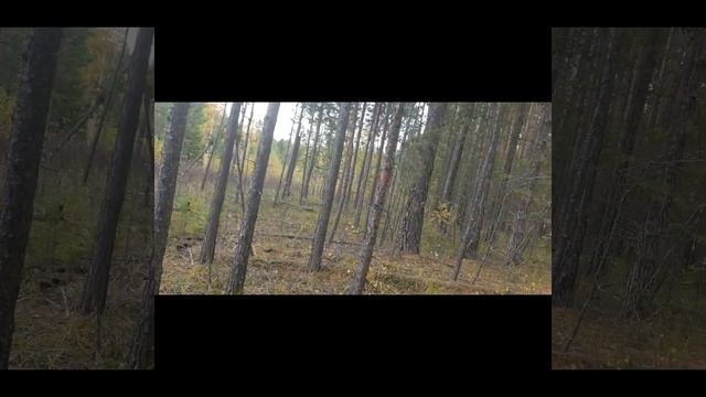 Поездка за грибами с семьёй. Осень. смотреть онлайн