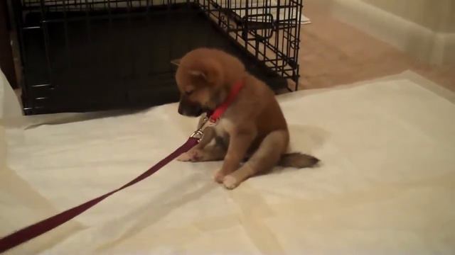 7 недельный щеночек шиба, который очень хочет спать смотреть онлайн