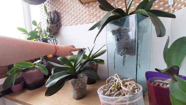 Мои орхидеи в керамзите, интересная посадка orchids орхидея полив орхидеи