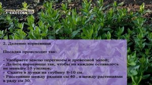 Размножение Мяты - 3 Способа - Как Лучше Размножать Мяту