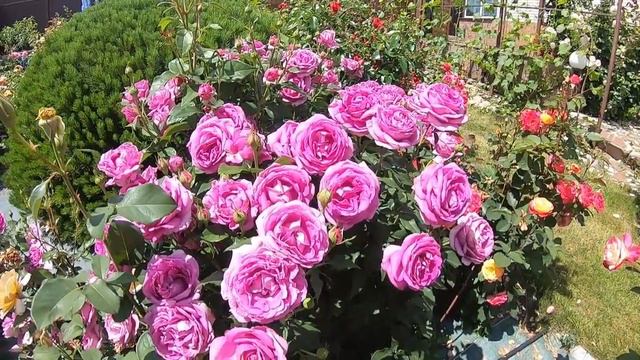 Розы флорибунда. Carmen Wurth (Кармен Вюрт) смотреть онлайн