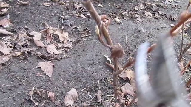 Обрезка ослабленой смородины. КАК УКРЕПИТЬ КУСТ СМОРОДИНЫ ОБРЕЗКОЙ. смотреть онлайн