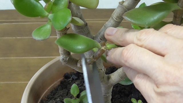 ДЕНЕЖНОЕ ДЕРЕВО. ВЕСЕННЯЯ ОБРЕЗКА И ФОРМИРОВАНИЕ КРОНЫ ДРЕВОВИДНОЙ ТОЛСТЯНКИ..