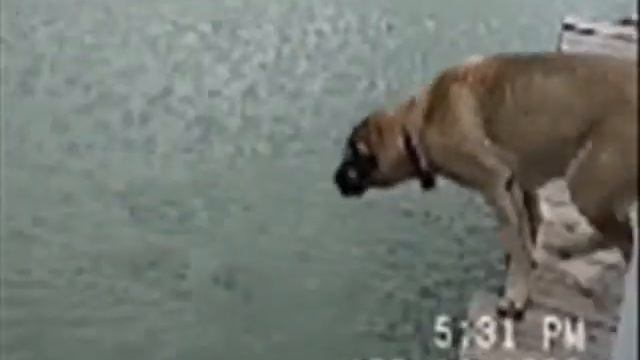 ГАВ ГАВ учись рыбак ловить рыбу.