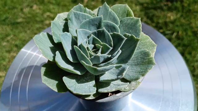 Echeveria silver queen vs echeveria silver queen variegata смотреть онлайн