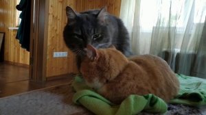 "Приёмный сын" в гостях на даче
