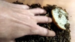 ЧЕРНАЯ ЛЬВИНКА!!! Хранение личинок.