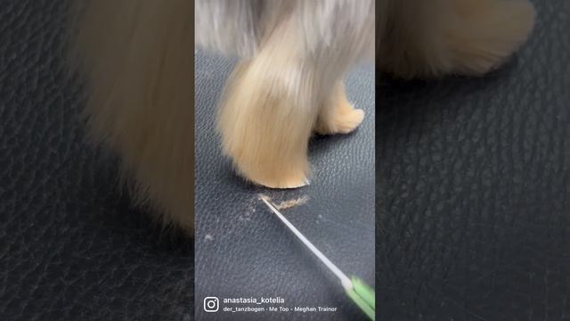 Груминг для Бетти #собакалучшийдруг #песики #йорк #йоркшир #йоркширскийтерьер #собачка #собаки смотреть онлайн