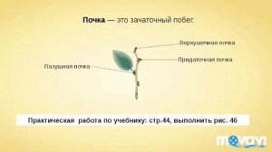 Побег и почка 6 класс по учебнику Пасечник. Биология в стихах