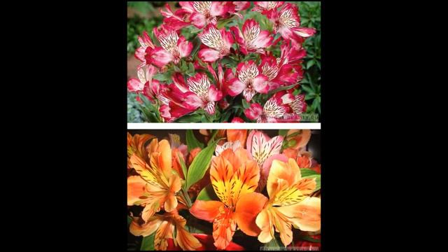 Найкрасивіші квіти смотреть онлайн