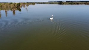 Одинокий Белый Лебедь. Снято на Квадрокоптер DJI Mini 2.