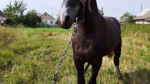 МОЛОДОЙ ЖЕРЕБЕЦ ?БРАСЛЕТ СЛЫШИТ КОБЫЛ?