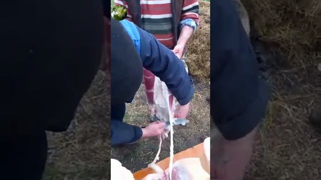 Мастер-класс  Разделка туши  кабана.Кабан 240кг. ! Липовый Хуторок
