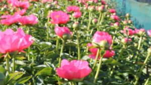 Belgravia | R2 Flowers BV | Peonies
