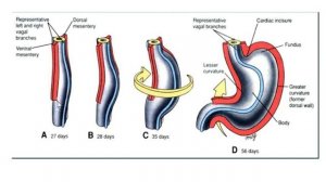 development of GIT 1 (Esophagus, stomach & doudenum)