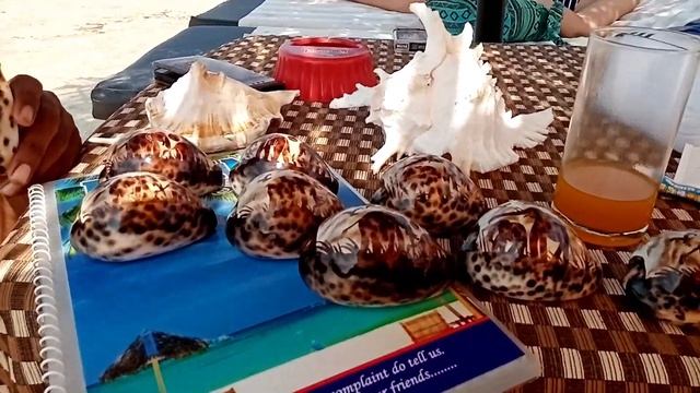 Индия ГОА Маджорда ПОКУПАЕМ РАКУШКИ торгуемся смотреть онлайн