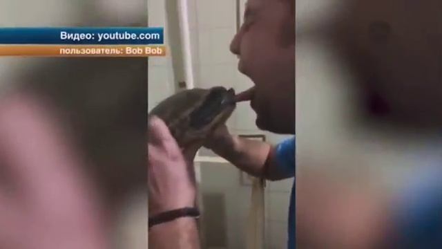 Мужчина Поцеловал Черепаху и Пожалел об этом смотреть онлайн