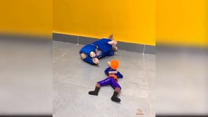 Реакция Собаки На Игрушку Для Собаки ?