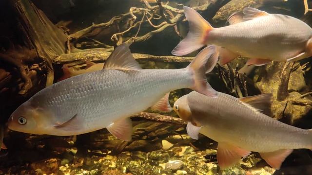 Leuciscus idus / orfe / Aland смотреть онлайн