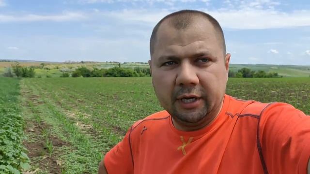 Обработка кукурузы гербицидом СТЕЛЛАР+МЕТОЛАТ
