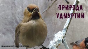 Природа Удмуртии