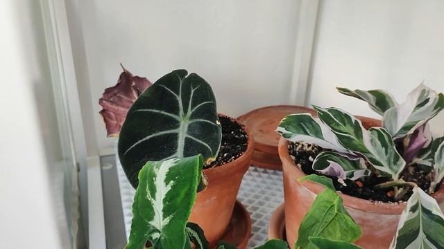 Обзор комнатных растений на балконе, стеллаж смотреть онлайн