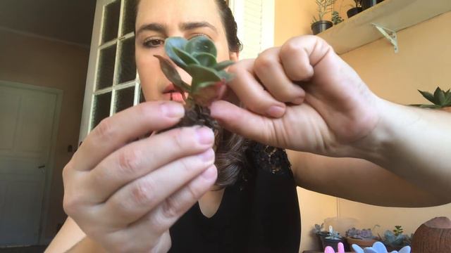 Replantando minhas 3 mandalas em recuperação do fungo pinta preta смотреть онлайн