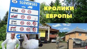 У заводчиков кроликов в Европе, делимся опытом, смотрим кроликов