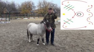 Обучение лошади. Готовим маршрут для выездки.Пони.Horse training.