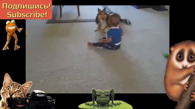 СМЕШНЫЕ животный ПРИКОЛЫ кошак / Funny Animals смотреть онлайн