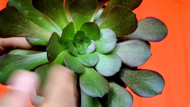How To Grow & Care For Aeonium Succulent || Potting Soil Mixture For Succulents смотреть онлайн