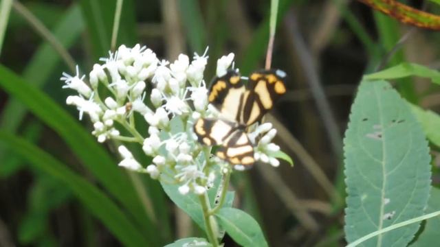 【2017-08-31】薬師岳　蝶の映像【Lumix DMC-TZ57】 смотреть онлайн