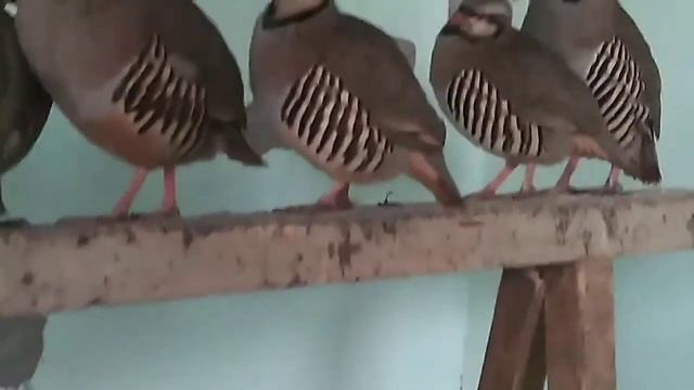 Разведение кеклика в домашних условиях смотреть онлайн