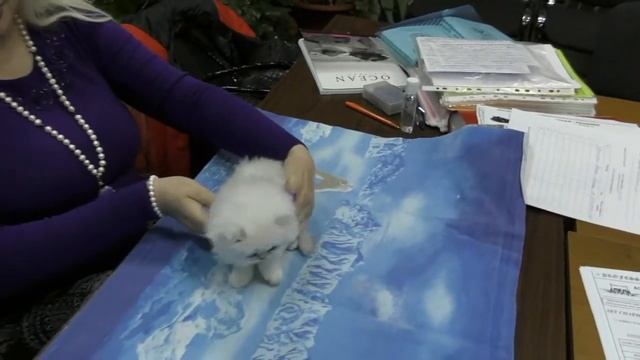 Зачем нужен питомник кошек.