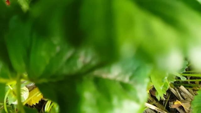 Клубника земляника 1 июня 2020 ягода смотреть онлайн