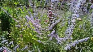 Результаты обрезки гортензии Вимс Ред. От перовскии глаз не отвести!