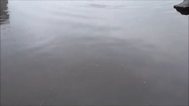 Jerkbaits Bubuka Bait тесты, техника проводки джеркбейтов. Часть 1 смотреть онлайн