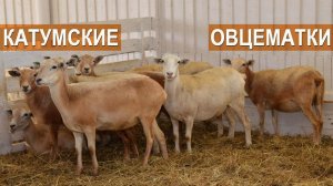 Катумская порода овец. Овцематки. СХП "Катумы"