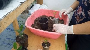 Фейхоа, выращиваем дома из семян #фейхоаизсемян