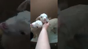 Кормление козлят из бутылочки. Козлятам 2 дня.