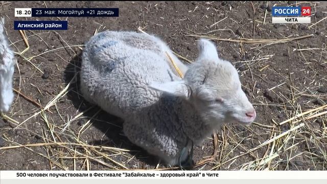 Овцеводы Агинского района готовят лучших животных к выставке в Чите смотреть онлайн