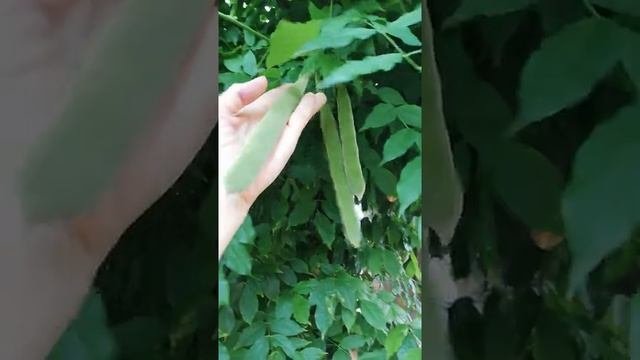 Как вырастить глицинию из семян - мой опыт.