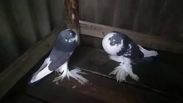 Голуби дутыши