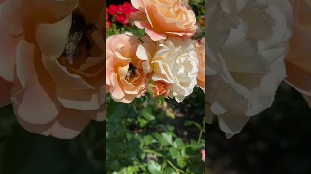 ?✨ ЛУННЫЙ ПРОГНОЗ НА 13 ИЮЛЯ ✨?