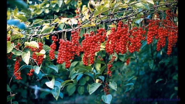 Дальневосточная лиана лимонник китайский смотреть онлайн